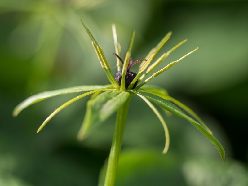  - Flora