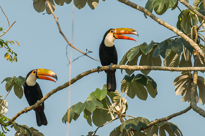  - Pristine Pantanal, Brasil