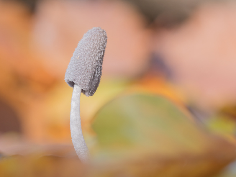  - Funghi