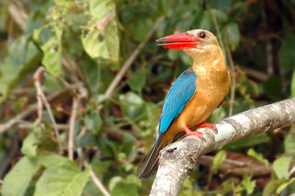 It's all about color... - Malaysian Borneo.