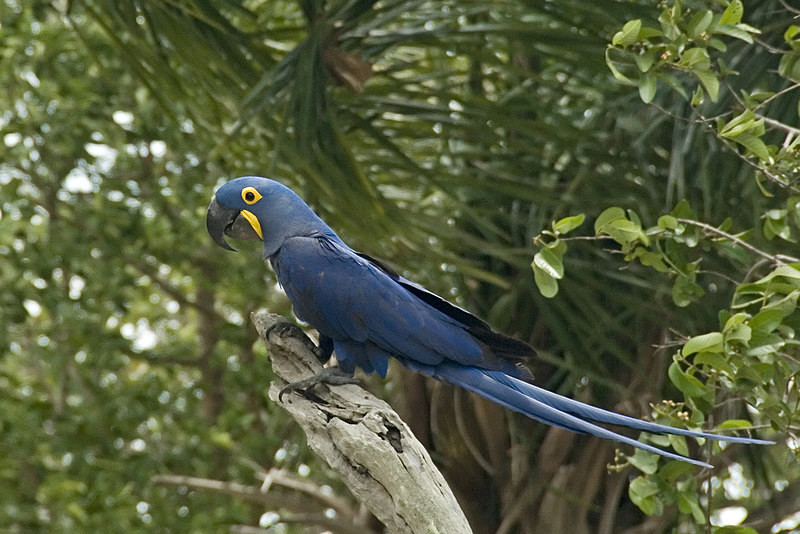 - Pristine Pantanal, Brasil
