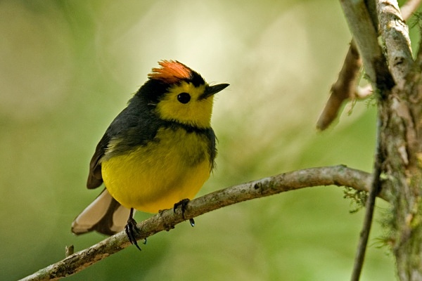 Collared Redstart - Costa Rica