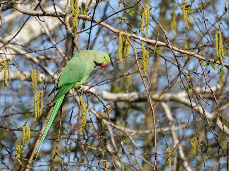  - Birds