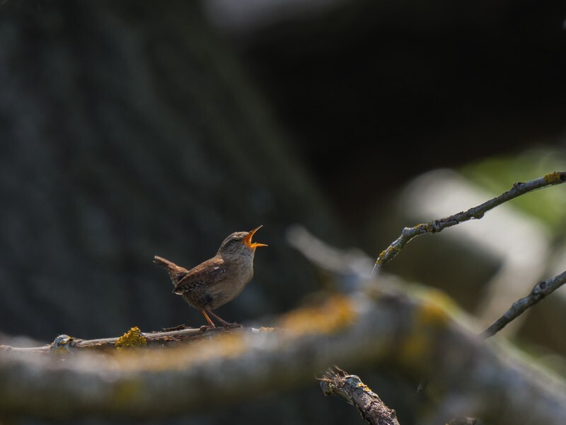  - Birds