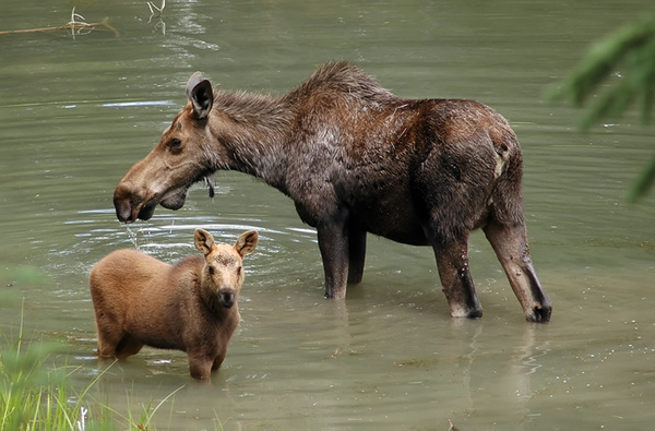 Moose with calf in Moose Lake - Canada