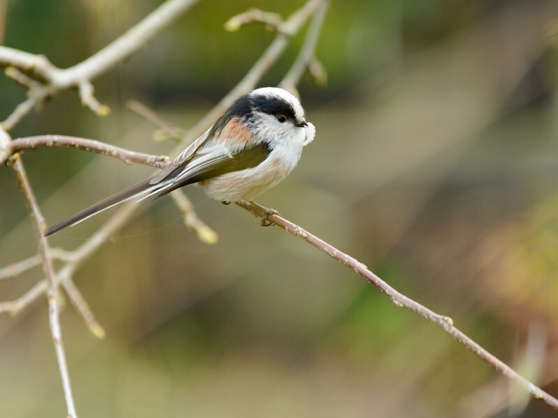  - Birds