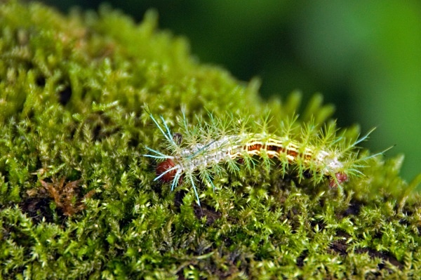  - Costa Rica