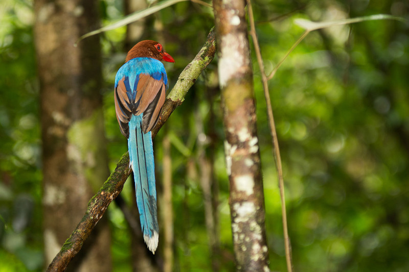  - Sri Lanka, wonderful wildlife experience.