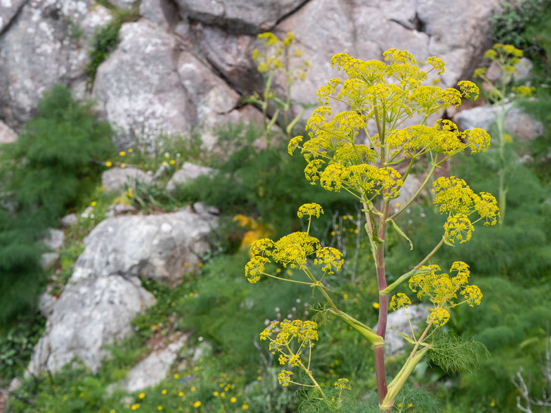  - Early Spring on Crete