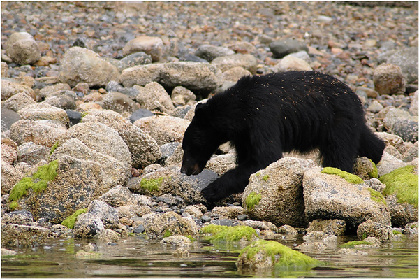 Black bear on the beach - Canada