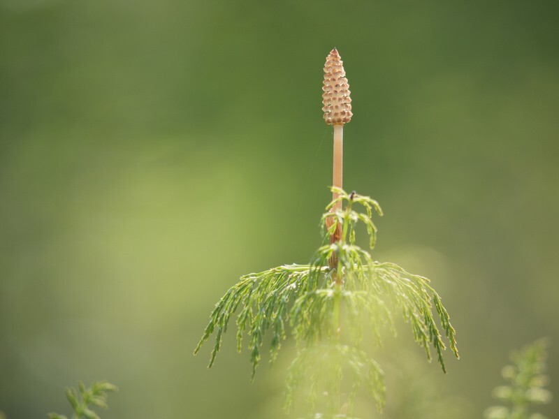  - Flora