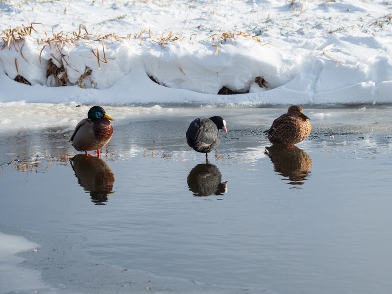 - Birds