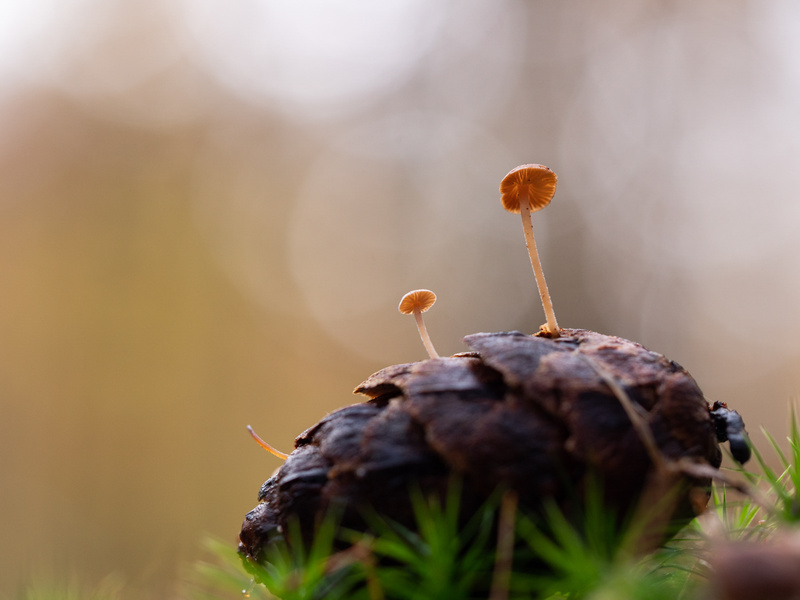  - Funghi