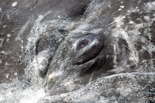 The eye of a gray whale - Canada