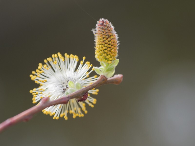  - Flora