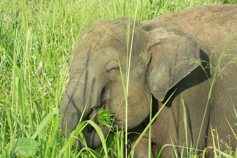  - Sri Lanka, wonderful wildlife experience.