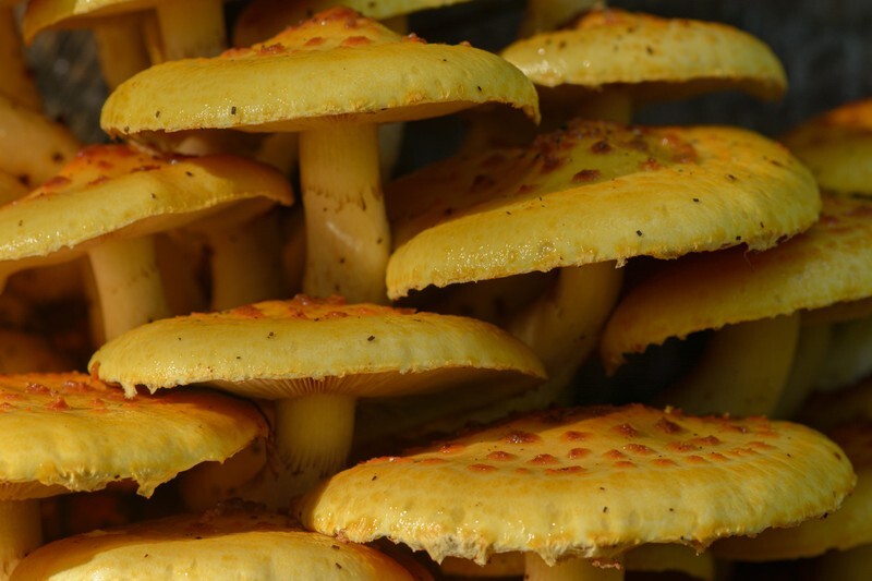  - Funghi