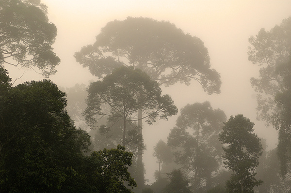 Lungs of the world... - Malaysian Borneo.