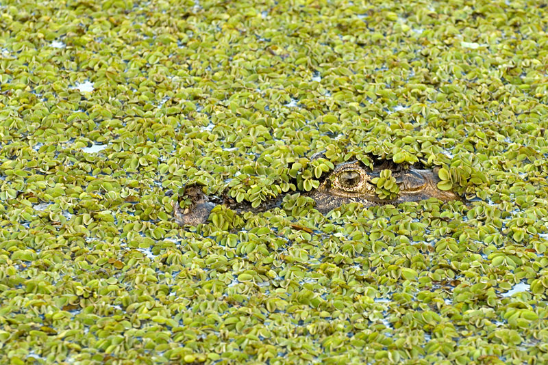  - Pristine Pantanal, Brasil