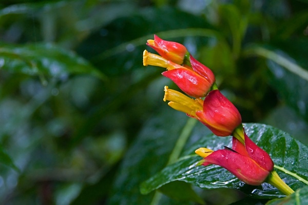  - Costa Rica