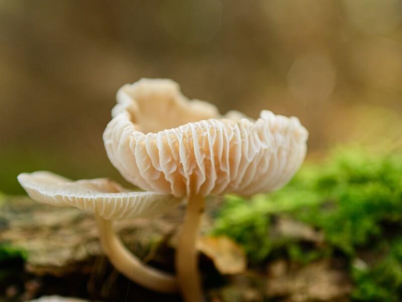  - Funghi