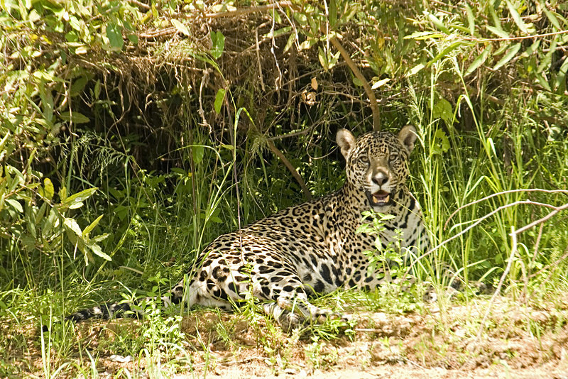  - Pristine Pantanal, Brasil