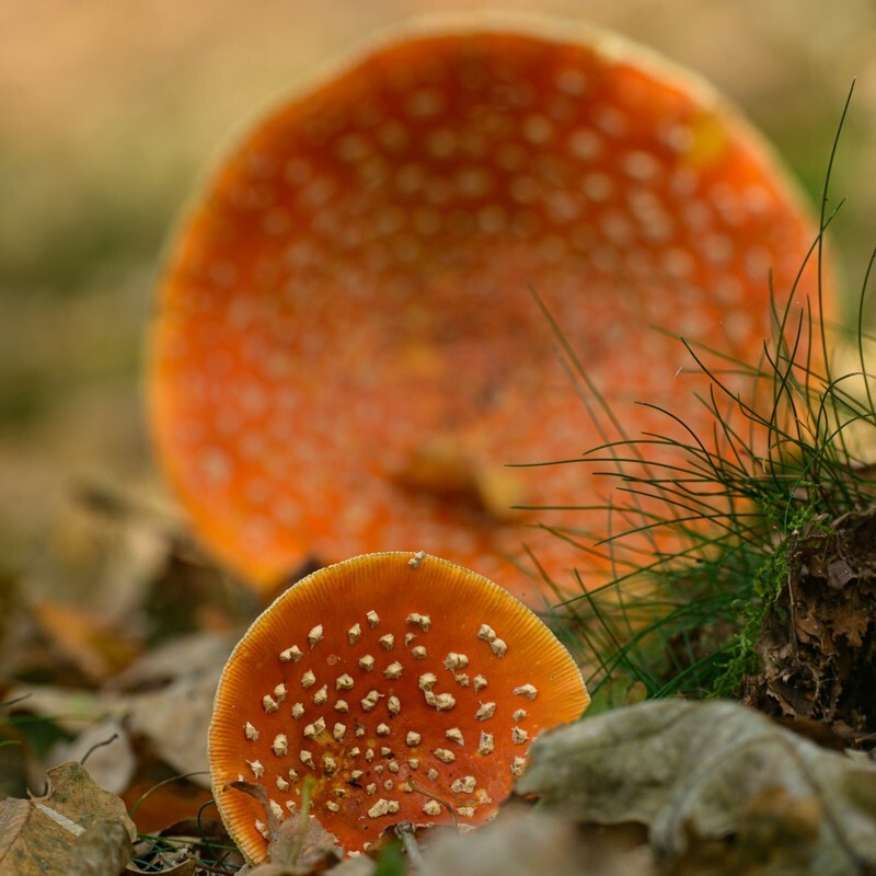  - Funghi