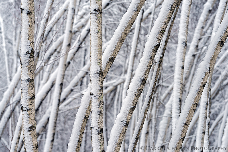 Birch Maze - New Hampshire Seacoast