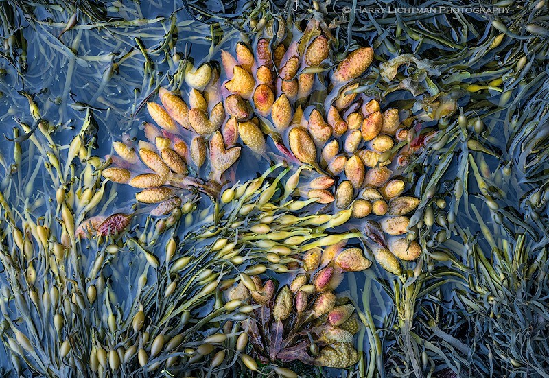 Seaweed Detail - New Hampshire Seacoast