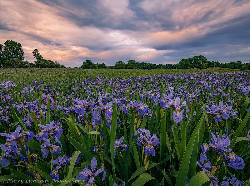 Super Bloom - New Hampshire Seacoast