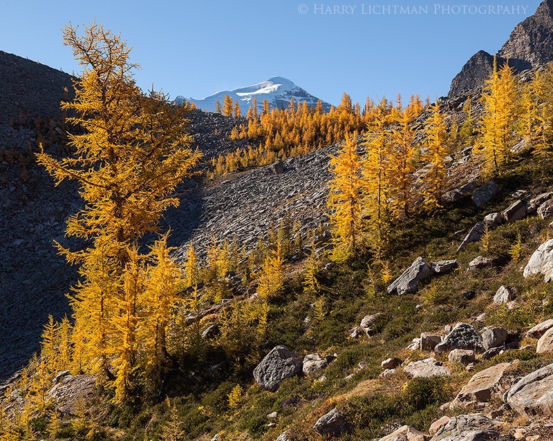 Larch Madness - Autumn's Splendor 2014: Jasper, Yoho, Banff, Assiniboine, Lake Louise
