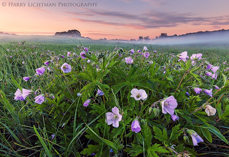 Bouquet - Wagon Hill Farm - New Hampshire Seacoast