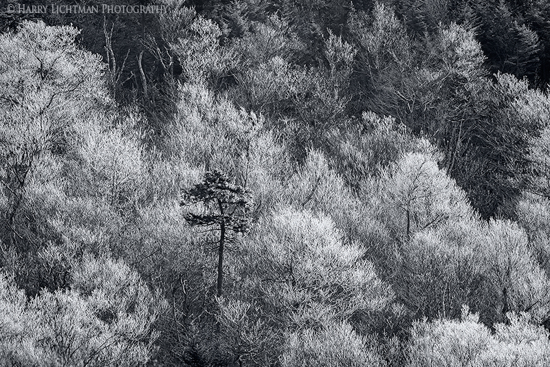 Etched in Ice - Black & White