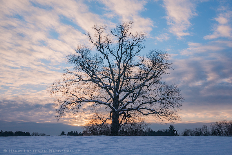 Winter Oak - New Hampshire Seacoast
