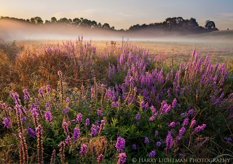 Wagon Hill Meadows - New Hampshire Seacoast