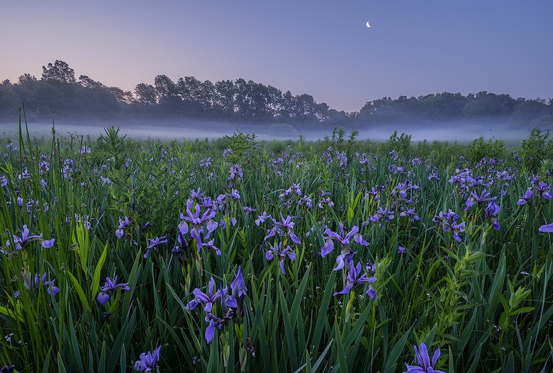 Iris Meadows - New Hampshire Seacoast