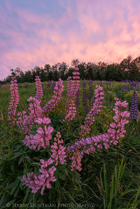 Pink Profusion - New Hampshire Mountains - Streams - Lakes - & Rivers