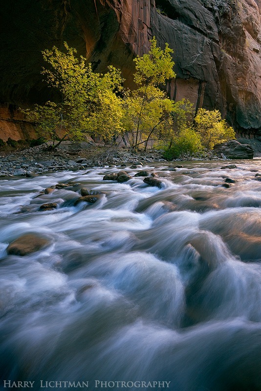 Cottonwood Alcove - Zion National Park