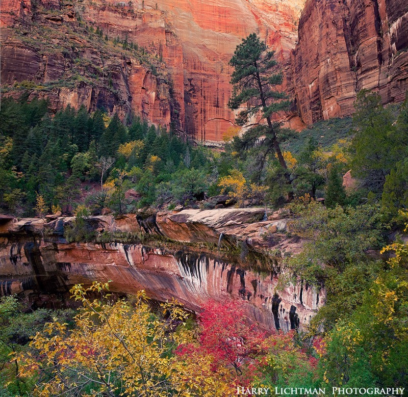 Autumn Display - Zion National Park