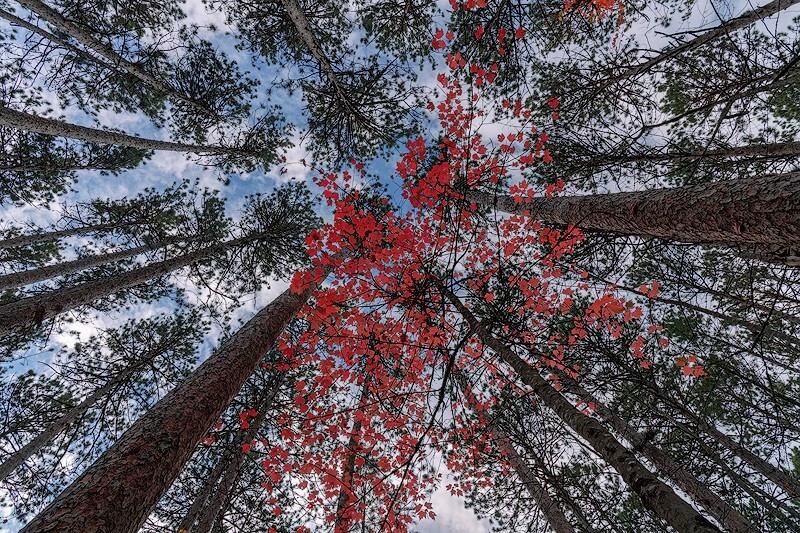 Colored Canopy - Maine Coast & Mountains
