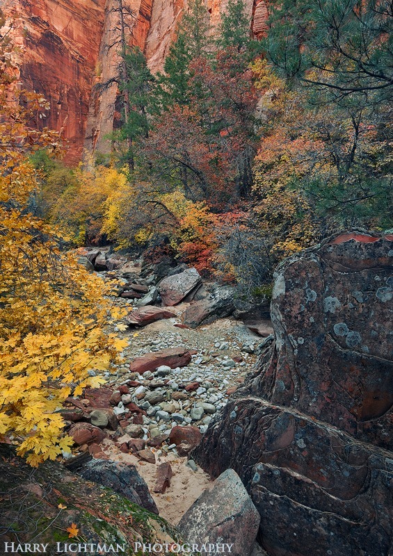 Canyon Colors - Zion National Park