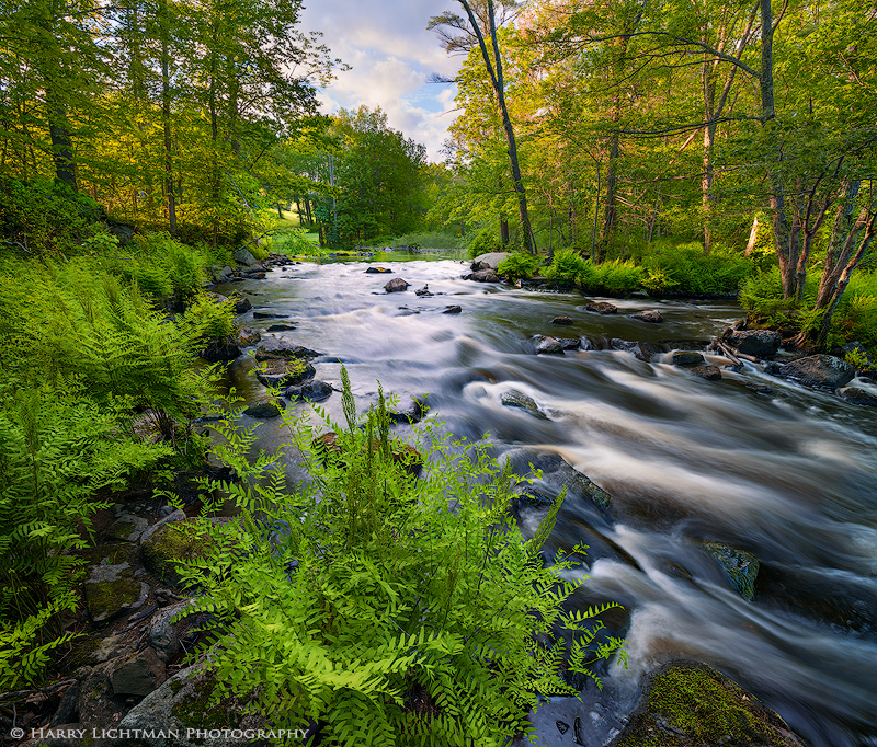 Spring Greens - New Hampshire Seacoast