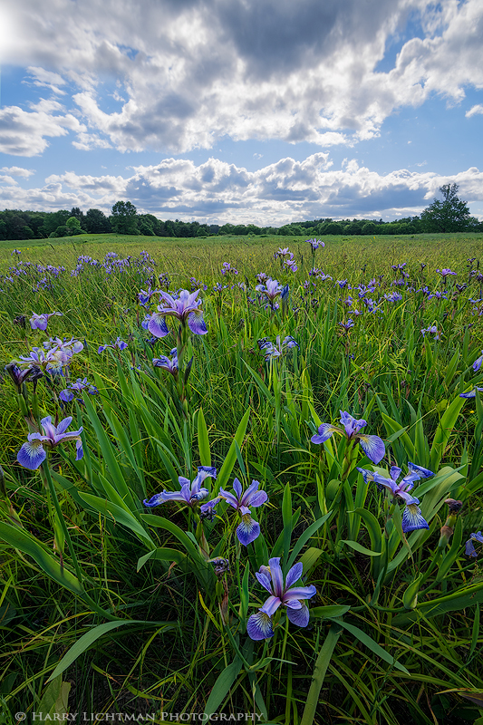 Spring Bounty - New Hampshire Seacoast