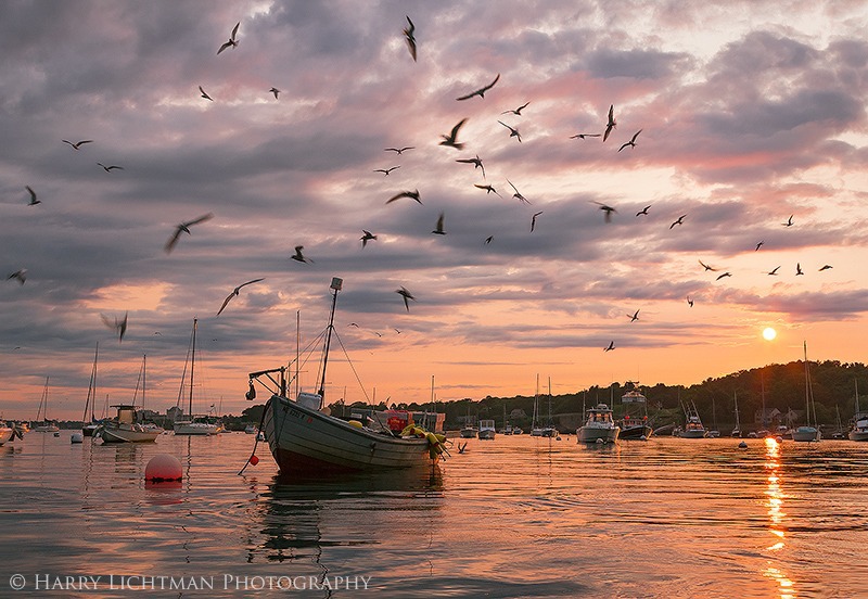 Feeding Frenzy - Pepperrell Cove - Maine Coast & Mountains