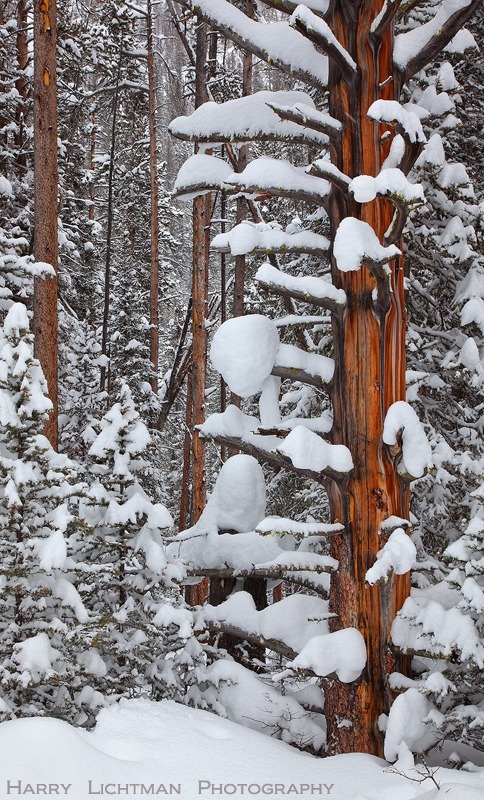 Beautiful Burn - West Yellowstone - Winter