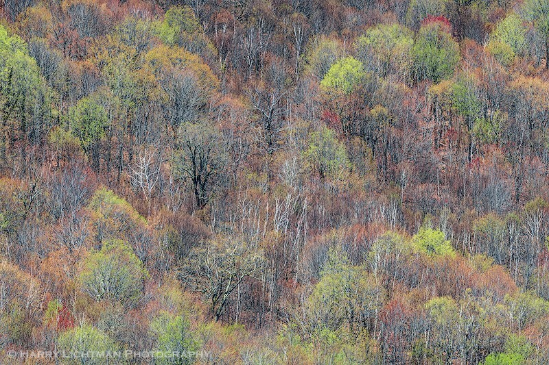 Leaf Out Mount Major - New Hampshire Seacoast