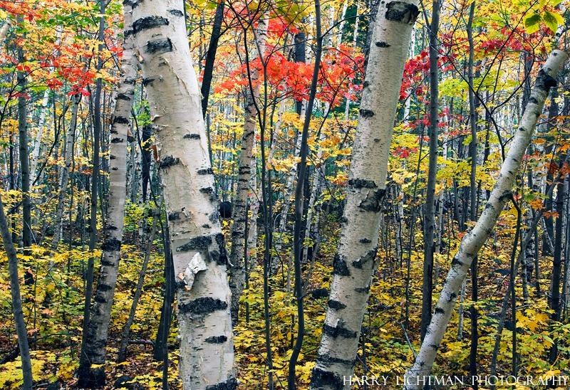 Dry River Birch