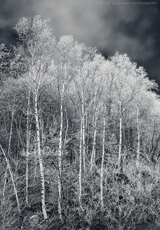 Last Gasp of Winter - Black & White