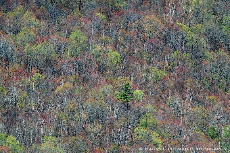 Spring Bloom Mount Major - New Hampshire Seacoast