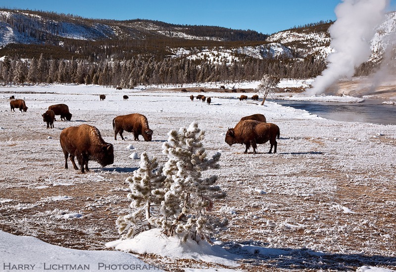 Biscuit Bison - West Yellowstone - Winter
